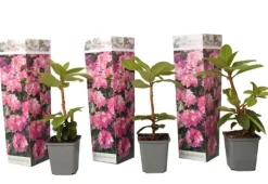 Rhodondendron buske - Set om 3 - Rhododendron roseum - Höjd 25-40cm - ⌀9cm Buskar