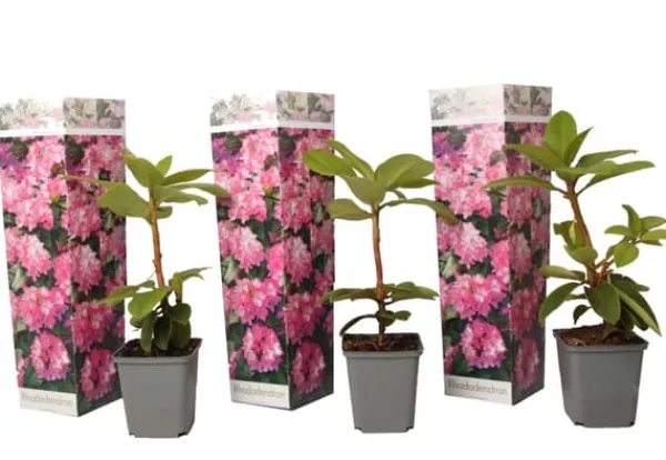 Rhodondendron buske - Set om 3 - Rhododendron roseum - Höjd 25-40cm - ⌀9cm Buskar
