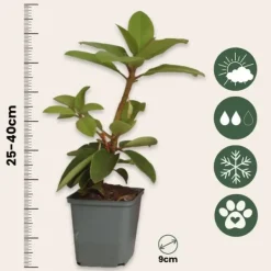 Rhodondendron buske - Set om 3 - Rhododendron roseum - Höjd 25-40cm - ⌀9cm Buskar