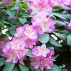 Rhodondendron buske - Set om 3 - Rhododendron roseum - Höjd 25-40cm - ⌀9cm Buskar