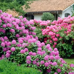 Rhodondendron buske - Set om 3 - Rhododendron catawbiense - Höjd 25-40cm - ⌀9cm