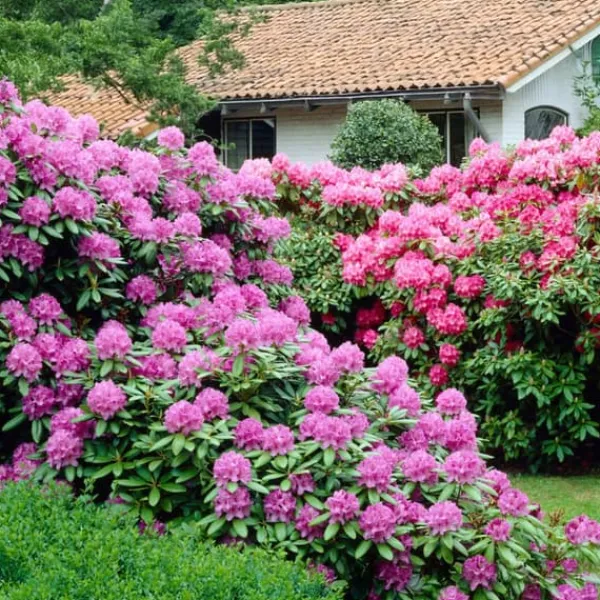 Rhodondendron buske - Set om 3 - Rhododendron catawbiense - Höjd 25-40cm - ⌀9cm