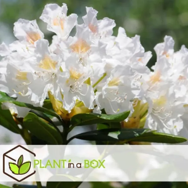 Rhodondendron buske - Set om 3 - Rhododendron catawbiense - Höjd 25-40cm - ⌀9cm