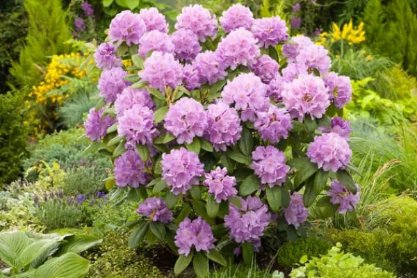 Rhodondendron buske - Set om 3 - Rhododendron catawbiense - Höjd 25-40cm - ⌀9cm
