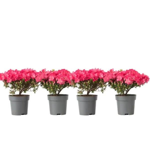 Best Rhodondendron buske - Set om 4 - Rhod. azalea 'Anouk' - Höjd 25-40cm - ⌀17cm Buskar