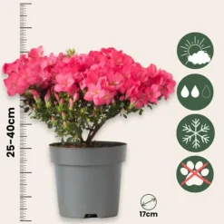 Best Rhodondendron buske - Set om 4 - Rhod. azalea 'Anouk' - Höjd 25-40cm - ⌀17cm Buskar