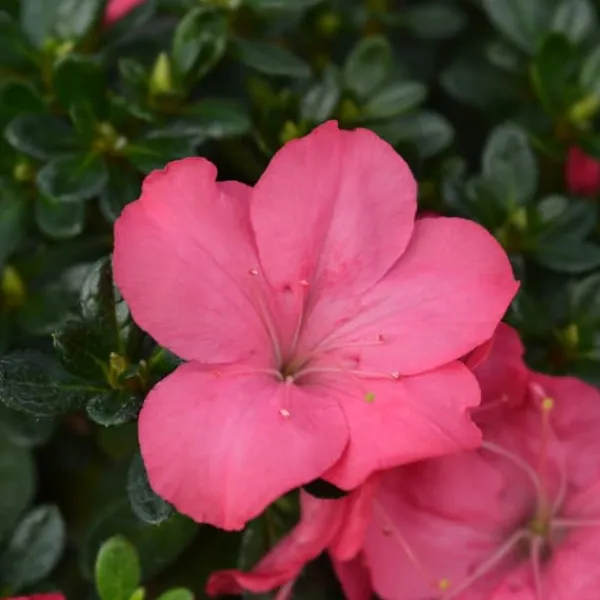 Best Rhodondendron buske - Set om 4 - Rhod. azalea 'Anouk' - Höjd 25-40cm - ⌀17cm Buskar
