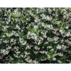 RHYNCHOSPERNUM JASMINOIDES VASO 19CM stjärnjasmine Trachelospermum