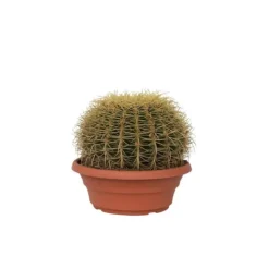 New Ringkaktus - Echinocactus grusonii - Höjd 25-35cm - ⌀25cm Krukväxter Inomhus