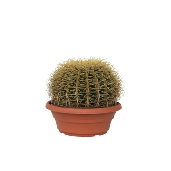 New Ringkaktus - Echinocactus grusonii - Höjd 25-35cm - ⌀25cm Krukväxter Inomhus