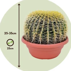 New Ringkaktus - Echinocactus grusonii - Höjd 25-35cm - ⌀25cm Krukväxter Inomhus