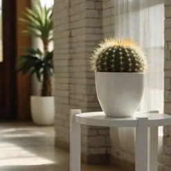 New Ringkaktus - Echinocactus grusonii - Höjd 25-35cm - ⌀25cm Krukväxter Inomhus