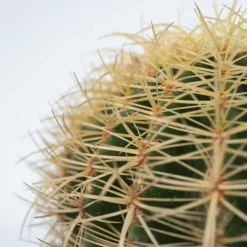 New Ringkaktus - Echinocactus grusonii - Höjd 25-35cm - ⌀25cm Krukväxter Inomhus