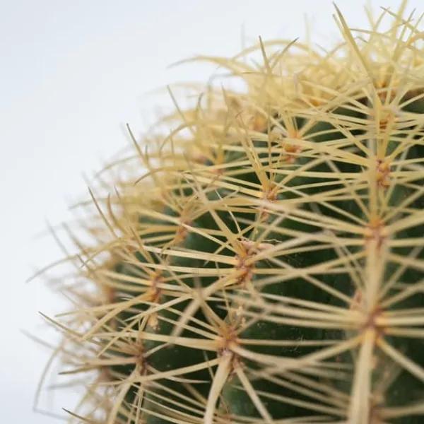 New Ringkaktus - Echinocactus grusonii - Höjd 25-35cm - ⌀25cm Krukväxter Inomhus
