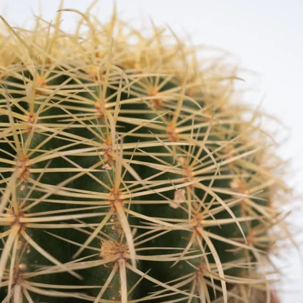 New Ringkaktus - Echinocactus grusonii - Höjd 25-35cm - ⌀25cm Krukväxter Inomhus