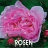 Hot Rosen 2025 Blommor