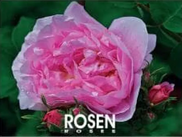 Hot Rosen 2025 Blommor