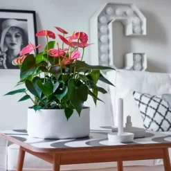 Rosenkalla - Anthurium 'Colorado Pink' - Höjd 40-55cm - ø14cm