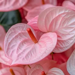 Rosenkalla - Anthurium 'Colorado Pink' - Höjd 40-55cm - ø14cm