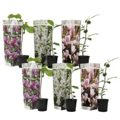 Rosenmagnolia - Set om 6 - Magnolia - Höjd 25-40cm - ⌀9cm
