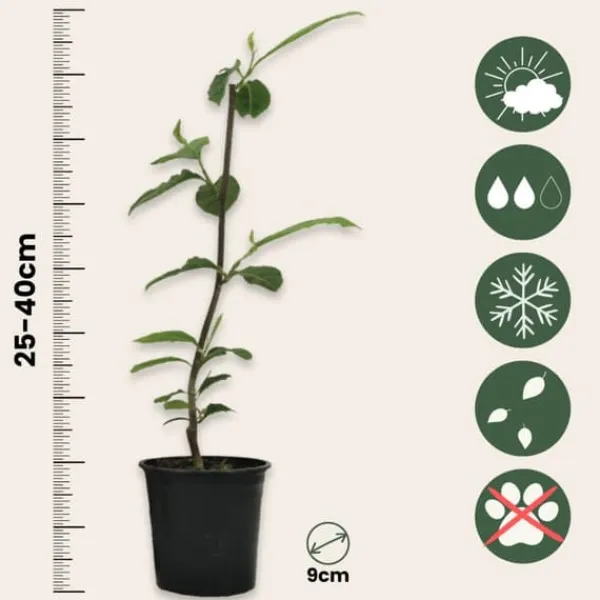 Rosenmagnolia - Set om 3 - Magnolia - Höjd 25-40cm - ⌀9cm