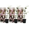 Hot Rosenmagnolia - Set om 3 - Magnolia 'Soulangea' - Höjd 25-40cm - ⌀9cm Trädgårdsväxter