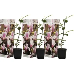 Hot Rosenmagnolia - Set om 3 - Magnolia 'Soulangea' - Höjd 25-40cm - ⌀9cm Trädgårdsväxter