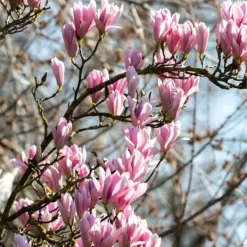 Hot Rosenmagnolia - Set om 3 - Magnolia 'Soulangea' - Höjd 25-40cm - ⌀9cm Trädgårdsväxter