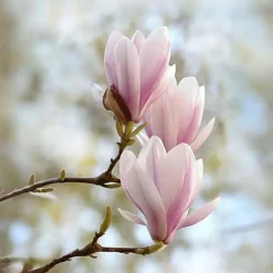 Hot Rosenmagnolia - Set om 3 - Magnolia 'Soulangea' - Höjd 25-40cm - ⌀9cm Trädgårdsväxter