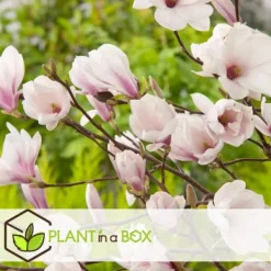 Hot Rosenmagnolia - Set om 3 - Magnolia 'Soulangea' - Höjd 25-40cm - ⌀9cm Trädgårdsväxter