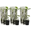Rosenmagnolia - Set om 3 - Magnolia 'Stellata' - Höjd 25-40cm - ⌀9cm