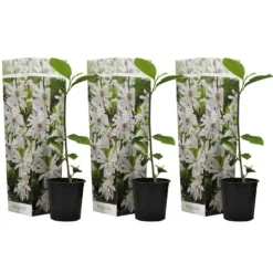 Rosenmagnolia - Set om 3 - Magnolia 'Stellata' - Höjd 25-40cm - ⌀9cm