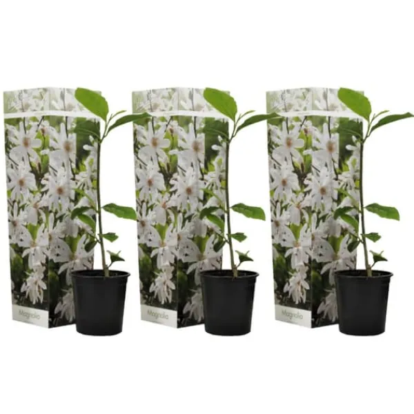 Rosenmagnolia - Set om 3 - Magnolia 'Stellata' - Höjd 25-40cm - ⌀9cm