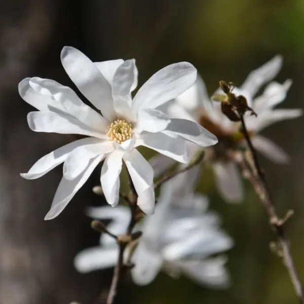 Rosenmagnolia - Set om 3 - Magnolia 'Stellata' - Höjd 25-40cm - ⌀9cm