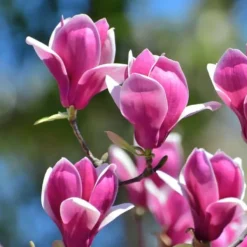 Discount Rosenmagnolia - Set om 3 - Magnolia 'Susan' - Höjd 25-40cm - ⌀9cm Trädgårdsväxter