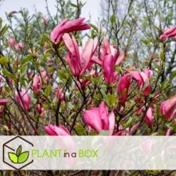 Discount Rosenmagnolia - Set om 3 - Magnolia 'Susan' - Höjd 25-40cm - ⌀9cm Trädgårdsväxter