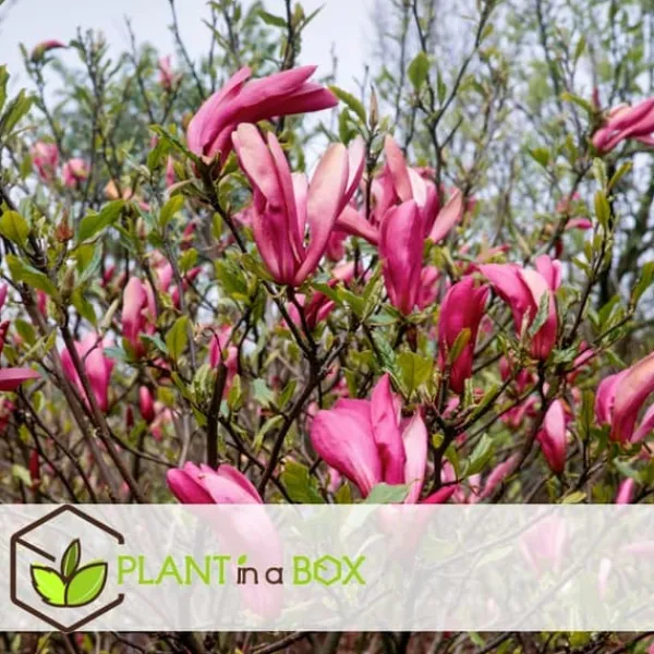 Discount Rosenmagnolia - Set om 3 - Magnolia 'Susan' - Höjd 25-40cm - ⌀9cm Trädgårdsväxter