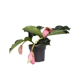 Rosenskärm - Medinilla magnifica - Höjd 40-50cm - ⌀17cm