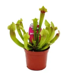 Discount Rörformig växt - Sarracenia "Fiona" - Köttätande växt - kruka 9cm Krukväxter Inomhus
