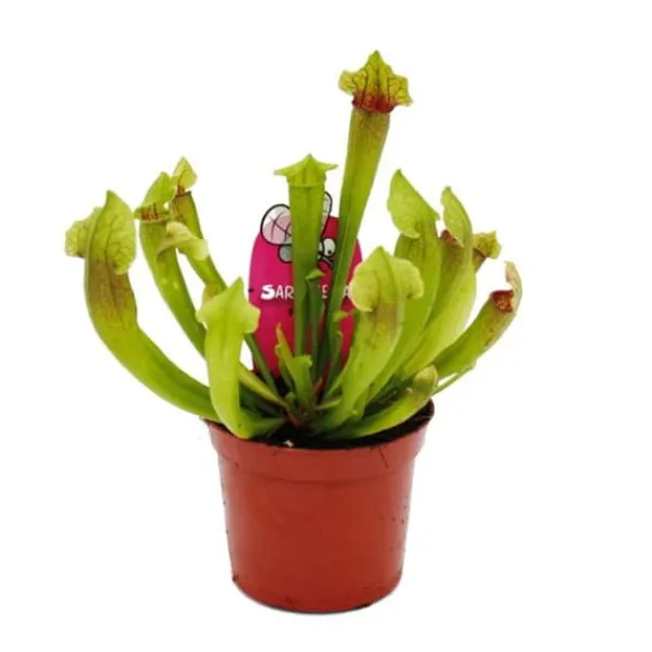 Discount Rörformig växt - Sarracenia "Fiona" - Köttätande växt - kruka 9cm Krukväxter Inomhus