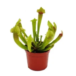 Discount Rörformig växt - Sarracenia "Fiona" - Köttätande växt - kruka 9cm Krukväxter Inomhus