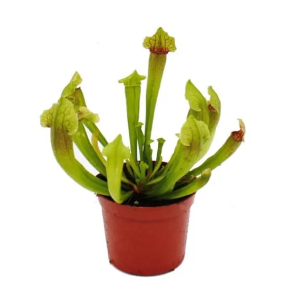 Discount Rörformig växt - Sarracenia "Fiona" - Köttätande växt - kruka 9cm Krukväxter Inomhus