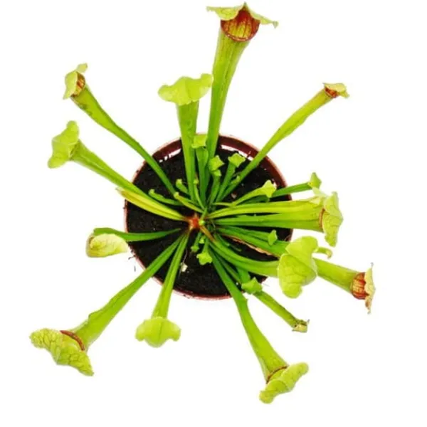 Discount Rörformig växt - Sarracenia "Fiona" - Köttätande växt - kruka 9cm Krukväxter Inomhus