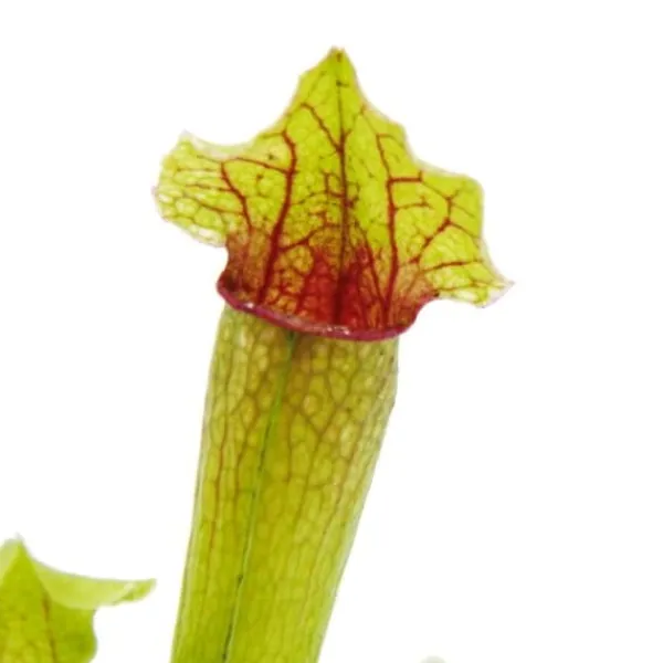 Discount Rörformig växt - Sarracenia "Fiona" - Köttätande växt - kruka 9cm Krukväxter Inomhus