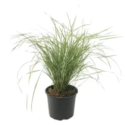 Rörgräs - Calamagrostis acutiflora 'Overdam' - Höjd 20-30cm - ⌀23cm