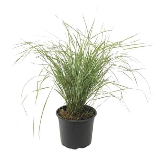Rörgräs - Calamagrostis acutiflora 'Overdam' - Höjd 20-30cm - ⌀23cm