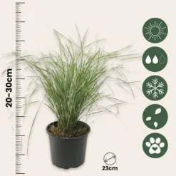 Rörgräs - Calamagrostis acutiflora 'Overdam' - Höjd 20-30cm - ⌀23cm