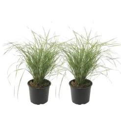 Rörgräs - Set om 2 - Calamagrostis acutiflora x 'Overdam' - Höjd 20-30cm - ⌀23cm