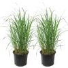 New Rörgräs - Set om 2 - Calamagrostis 'Karl Foerster' - Höjd 40-60cm - ⌀23cm Krukväxter Inomhus