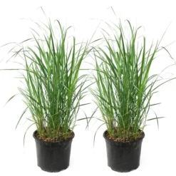 New Rörgräs - Set om 2 - Calamagrostis 'Karl Foerster' - Höjd 40-60cm - ⌀23cm Krukväxter Inomhus